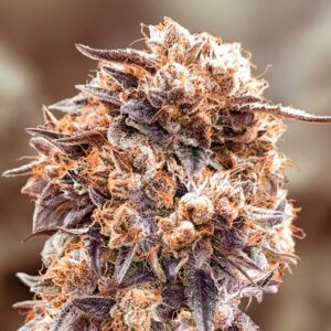 Purple Punch Fast