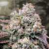 Strawberry Banana Fast HSB