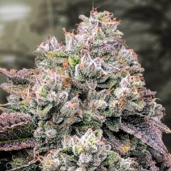 Strawberry Banana Fast HSB