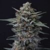 Alien Snack Auto