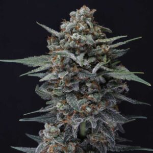 Alien Snack Auto