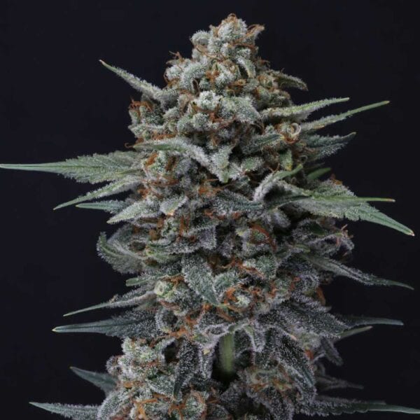 Alien Snack Auto