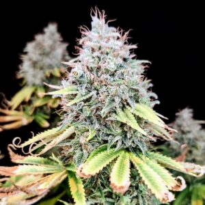 Apple OG