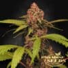 Banana Purple Auto