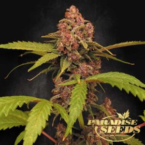 Banana Purple Auto