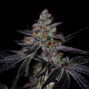 Diamond Dust