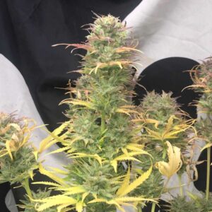 Girl Scout Kush Auto