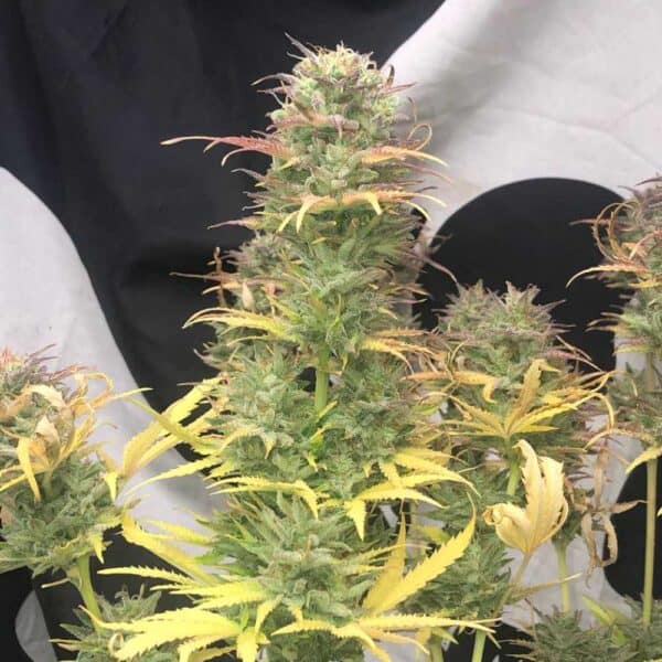 Girl Scout Kush Auto