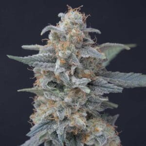Honeyed Cream Dream
