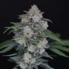 MAK OG Auto