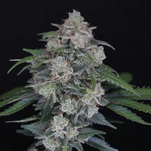 MAK OG Auto