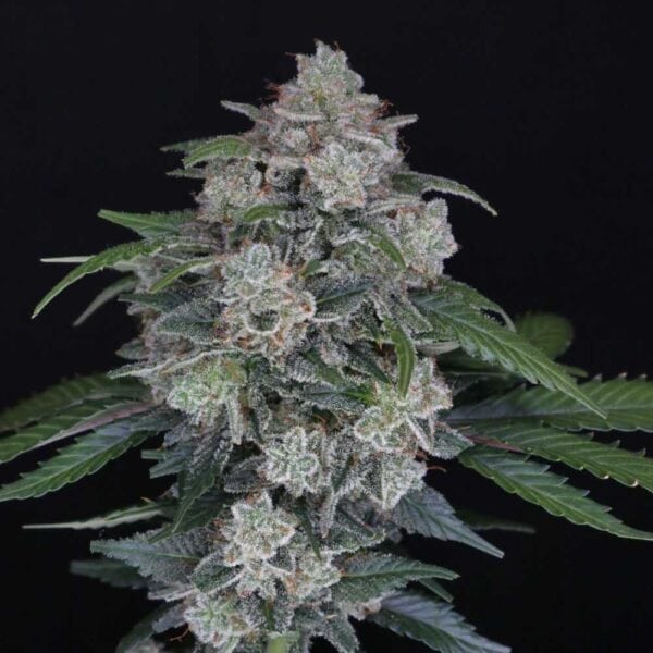 MAK OG Auto