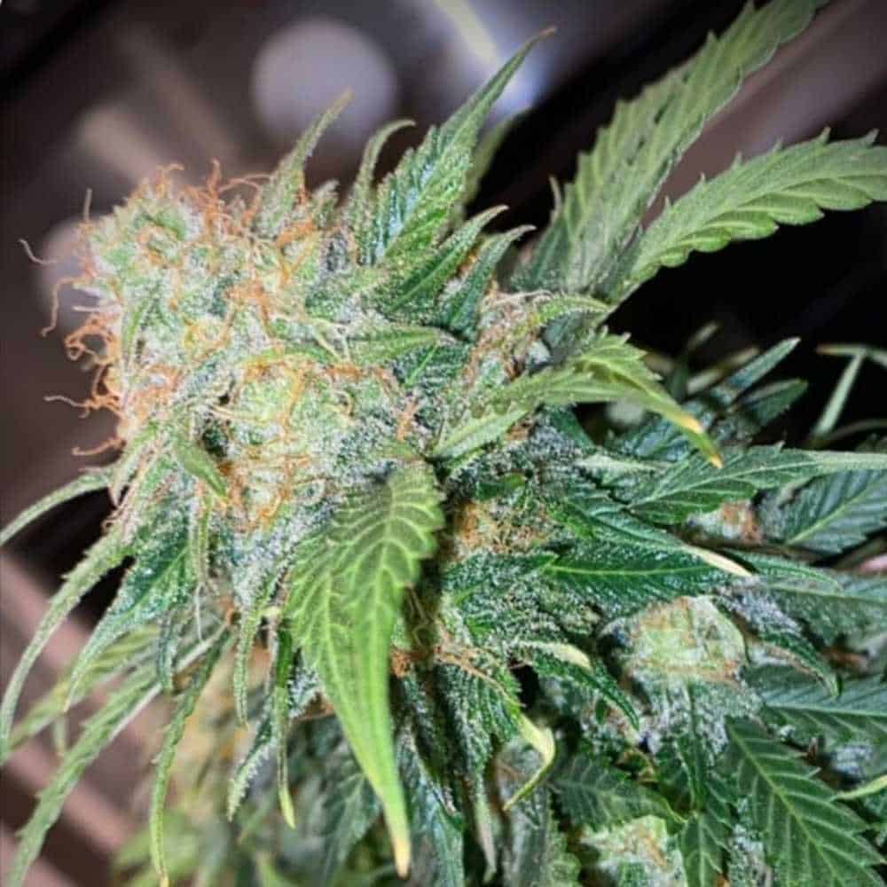 Mandarine Cream Auto