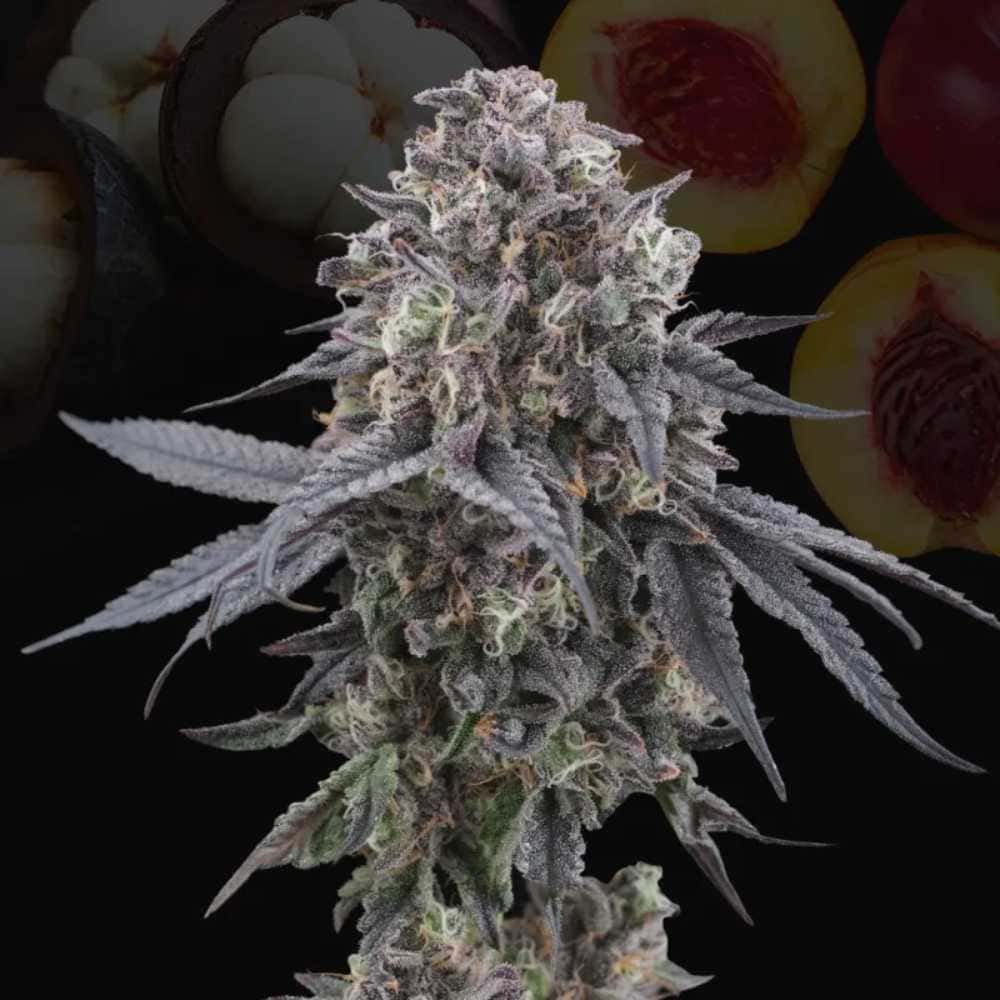 Mangozteen
