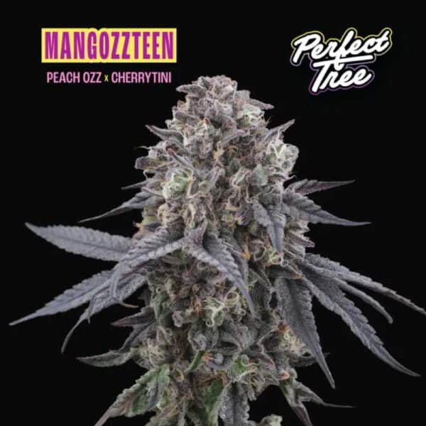 Mangozteen