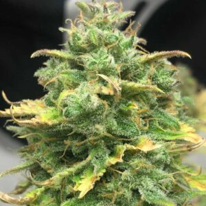 Mimosa Cake Auto Pureinstinto