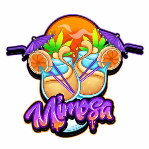 Mimosa PureInstinto
