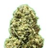 Monster Girl Scout Cookies