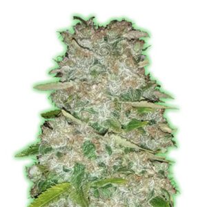 Monster Gorilla Glue