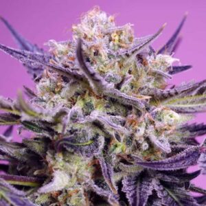 Pink Guava F1 Fast Version