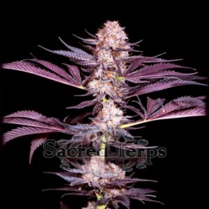 Pluto