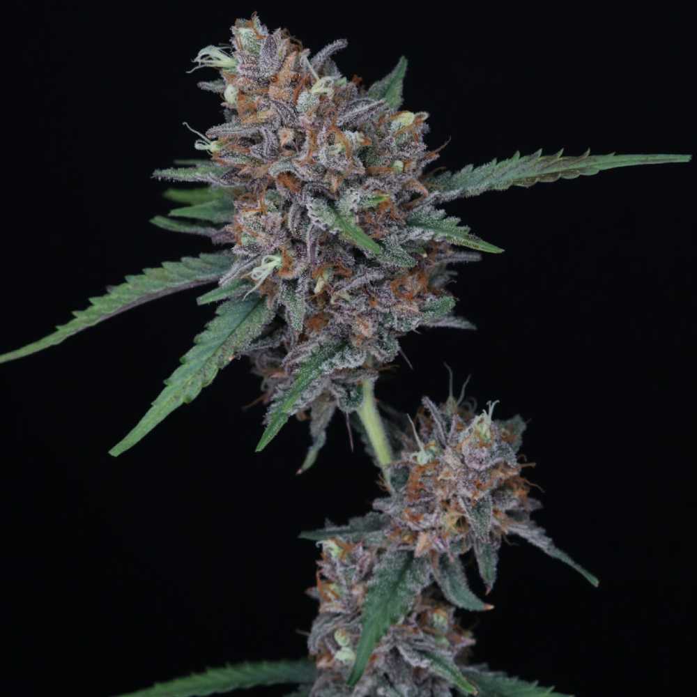 Purple Punch Auto Pureinstinto