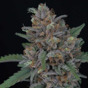 Purple Punch Auto Pureinstinto