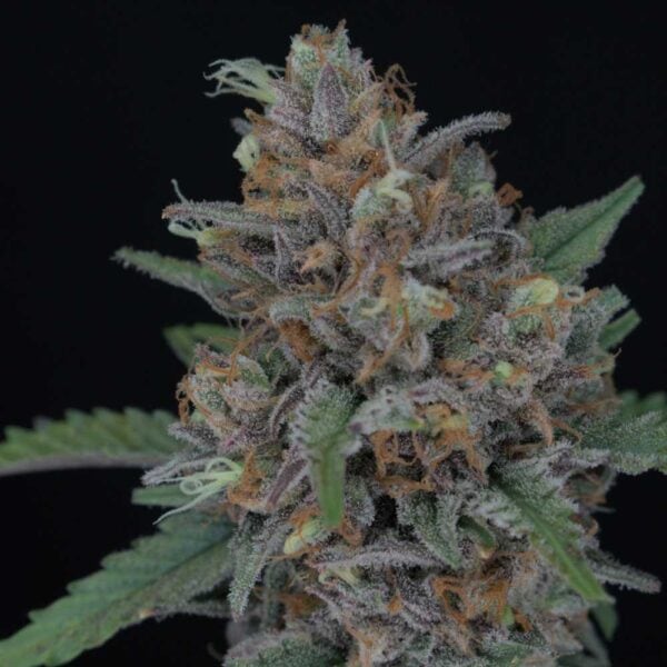 Purple Punch Auto Pureinstinto