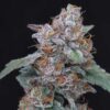 SherBacio OG Auto