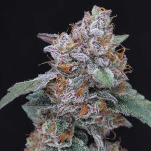 SherBacio OG Auto