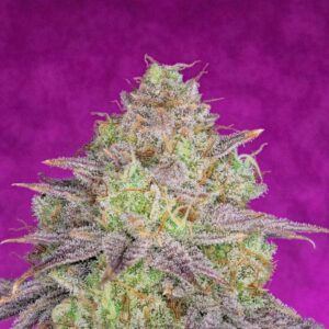 Shiskaberry PureInstinto