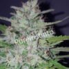 Shotgun Auto
