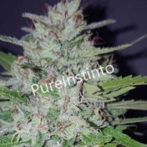 Shotgun Auto