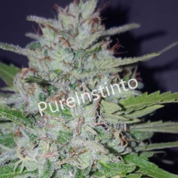 Shotgun Auto