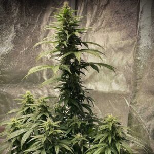 Strawberry Shortcake Auto