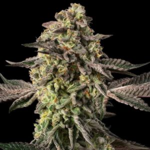 Sugar Rock by Cookies
