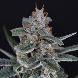 Tri-Whip Kush Auto
