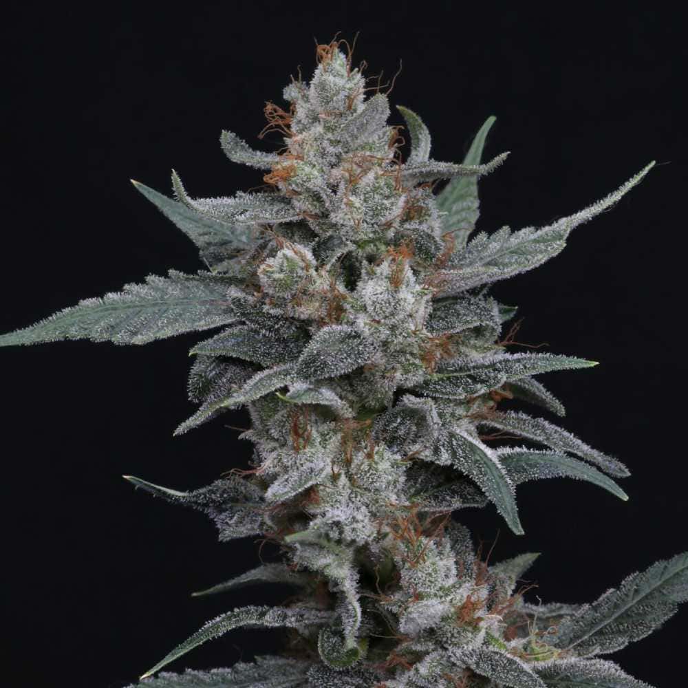 Whipped Runtz Auto