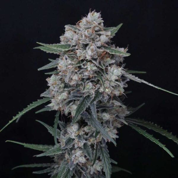 Whipped Runtz Auto