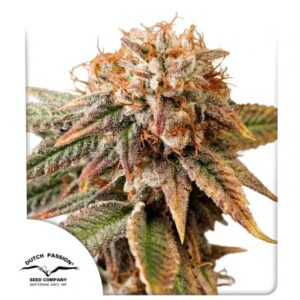 Auto Kingston Punch