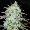 Bay Haze