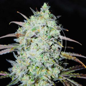 Bay Haze