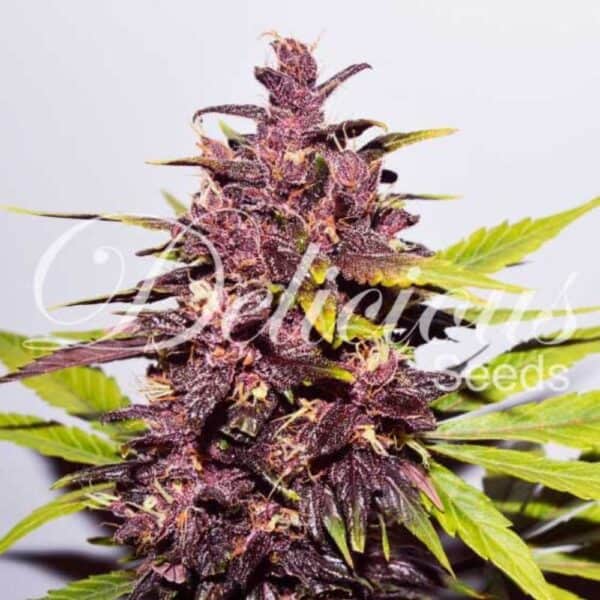 Dark Purple Auto
