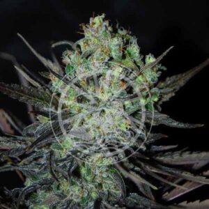 Eleven Roses Auto