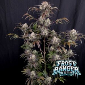 Frostbanger F4 Auto