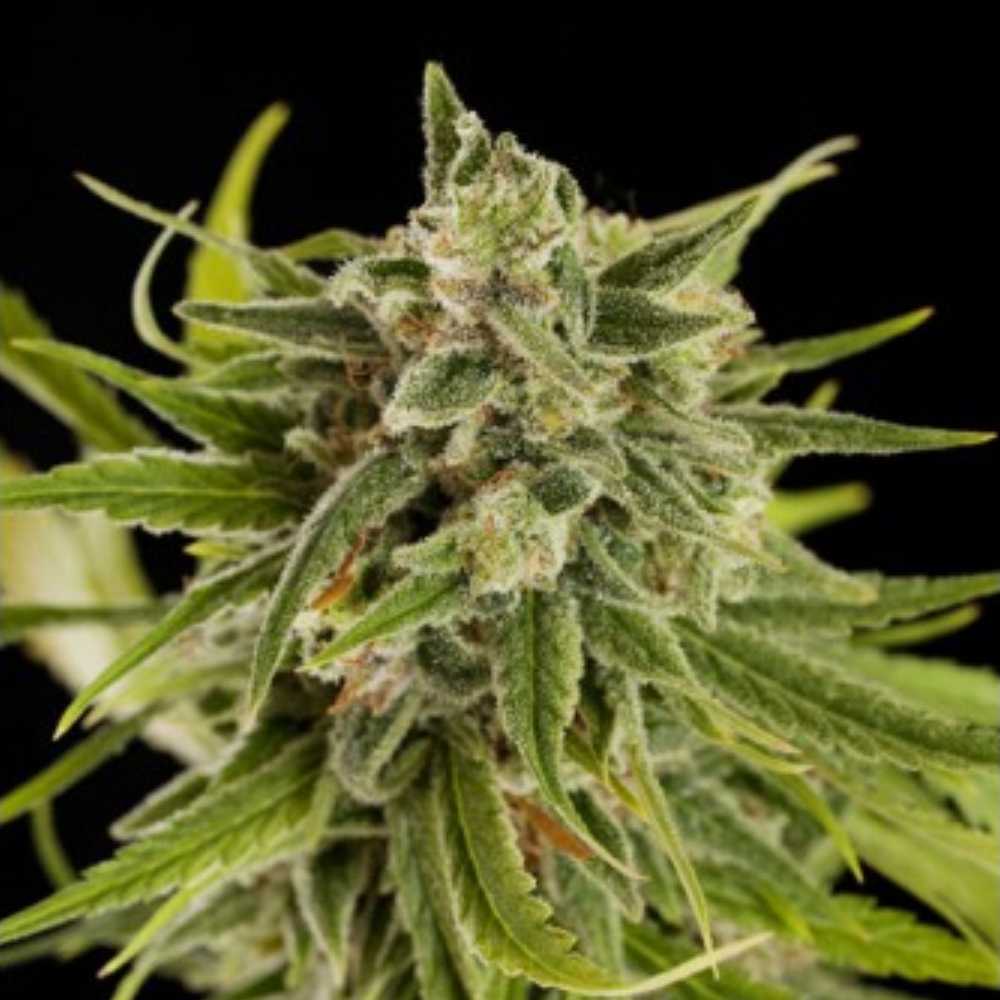 Grapefruit FemaleSeeds