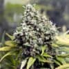 Grapefruit FemaleSeeds