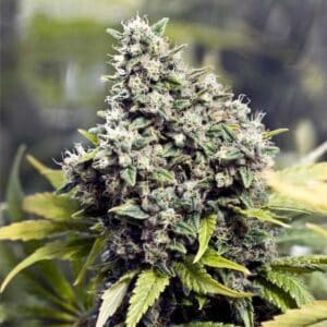 Grapefruit FemaleSeeds