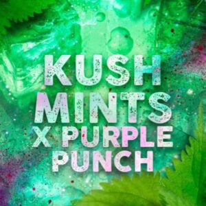 Kush Mints x Purple Punch