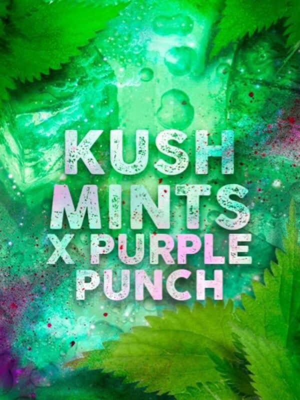 Kush Mints x Purple Punch